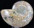Ammonite Fossil (Half) - Million Years #37262-1